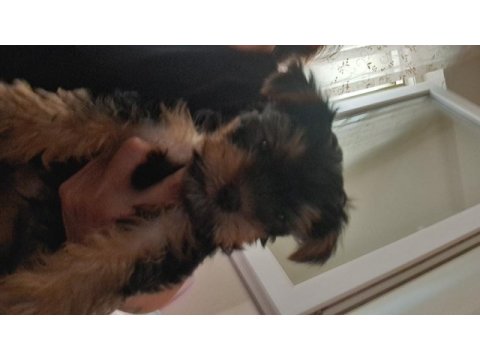 Uysal yorkshire terrier eğitime başladık