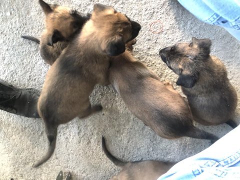 Yavru belçika malinois