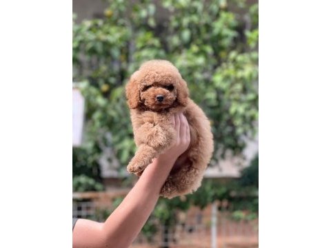 A+ kalite sevimli maltipoo bebekler