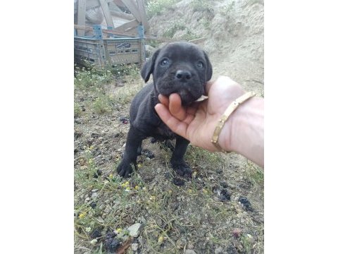 Cane corso a kalite bebekler