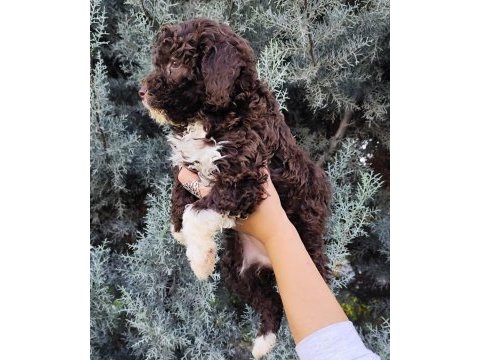 Lagotto romagnolo
