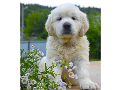 Golden retriever yavrular canlı görerek alabilirsiniz