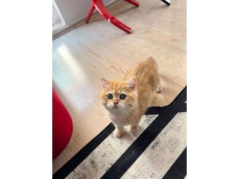 Safkan british shorthair golden ny12 erkek yavru