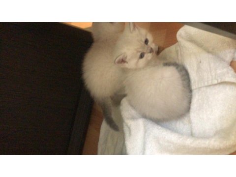 Blue point british shorthair yavrular yeni yuvalarını arıyor