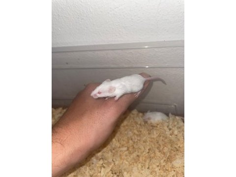 Sütten yeni kesilmiş lab rat yavrularım