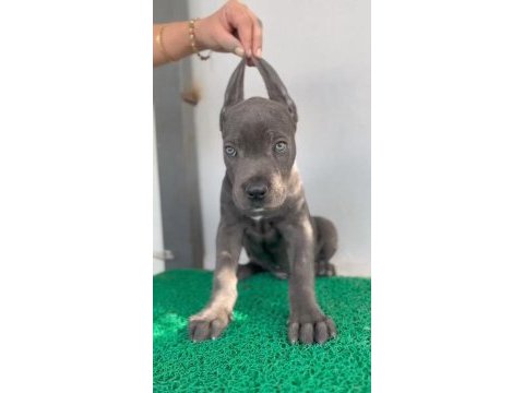 Bahçenize koruma isteyenler aradınız cane corso yavrunuz