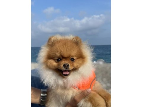 Pomeranıan boo oğlum için eş