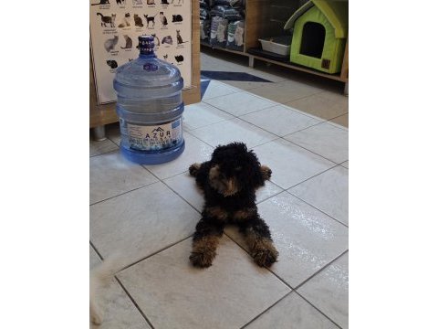 Özel renk 9 aylık dişi toy poodle