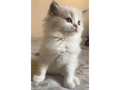Ragdoll yavruları