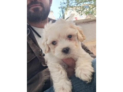 Maltipoo erkek