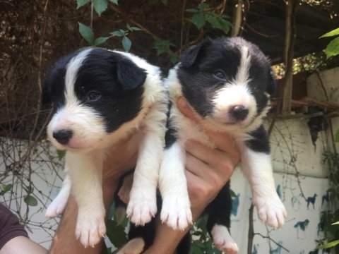 Zeka küpü border collie yavrularım