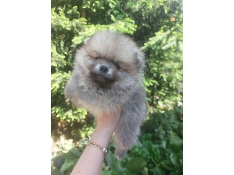 Pomeranian ve bi poodle