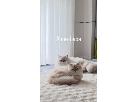 British longhair yavrularımız