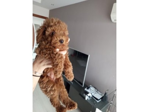 2 aylık poodle bebeğimizi sahiplendiriyoruz