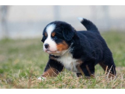 Bernese mountain dog