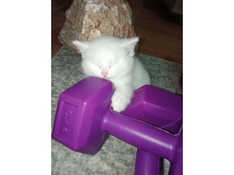 Beyaz british shorthair yavrularım yeni yuvasını arıyor