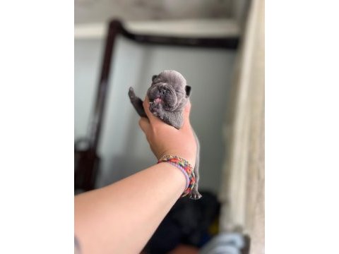 Egzotik french bulldog bebeklerimiz
