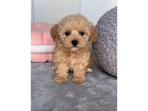 Kore kan hattına sahip maltipoo