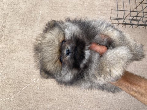 Orjinal ayı surat pomeranian boo bebekler