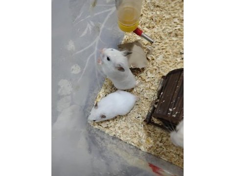 23 günlük roborovski hamsterleri 5 tane ve anne baba