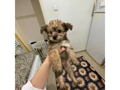 Morkie terrier yavrular