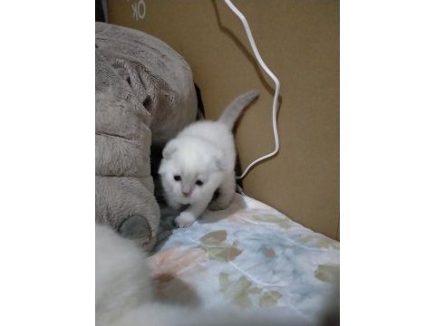 3 haftalık oyuncu scottish fold bebekler
