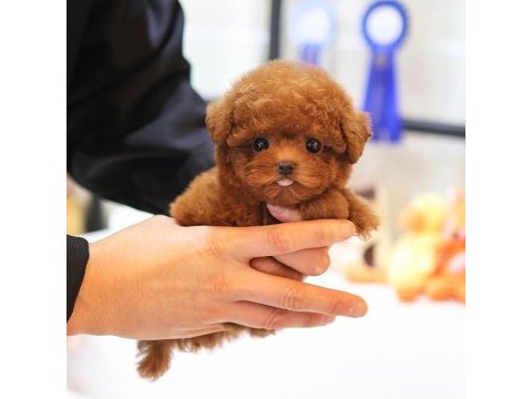 Saglık ve ırk garantılı toy poodle yavrularım