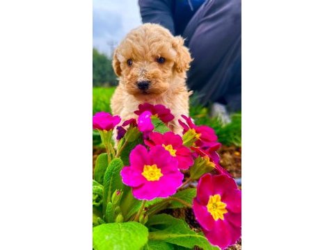 Toy poodle yavrular