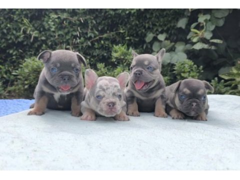 Isabella ve fluffy taşıyıcı en sevilen renklerde köpekler