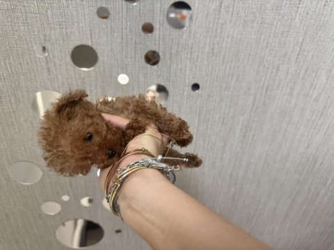 Ev doğumlu tuvalet eğitimli sağlıklı poodle yavrular