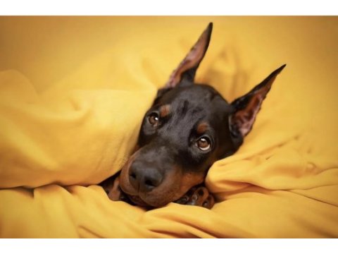 Tuvalet eğitimli doberman yavrular