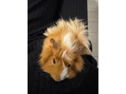 Çift guinea pig