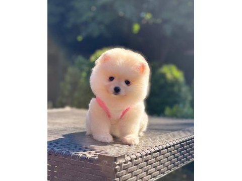 Ayıcık surat pomeranian