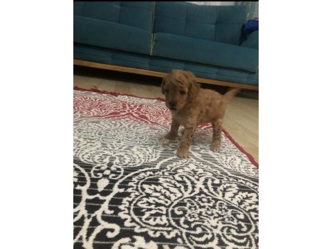 Harika anne babadan poodle