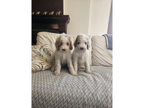 Gıant (dev) poodle yavrular