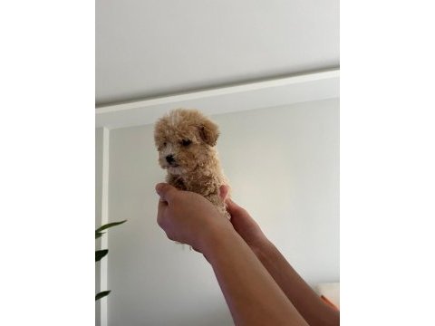 Maltipoo dişi yavrumuz 7 ocak doğumlu 500 gr