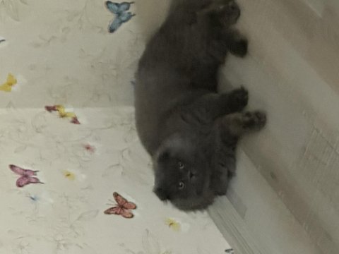 1.5 yaşında scottish fold