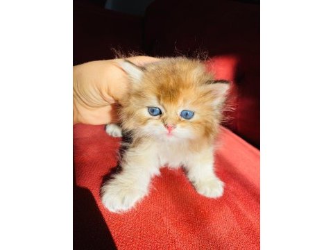 British longhair ny11 golden full şecereli