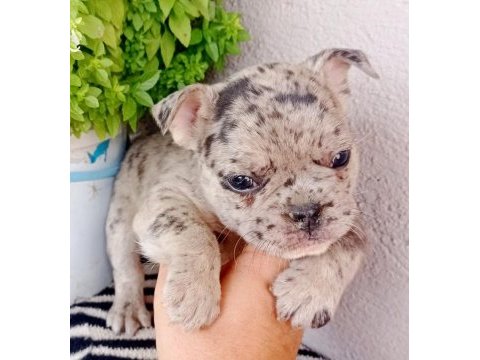 Fulffy, oyuncu, veteriner garantili french bulldog