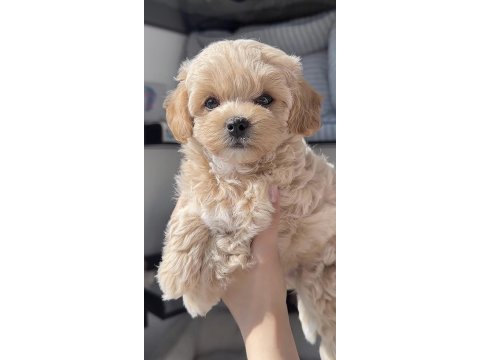 Maltipoo saf ırk
