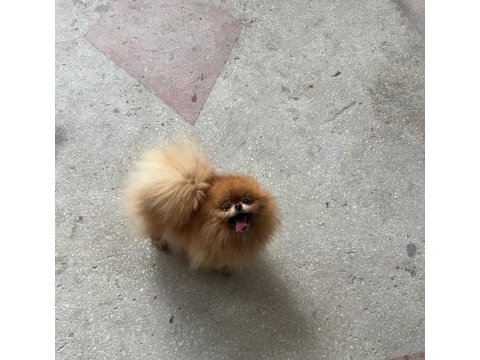 Pomeranian boo teddy bear dişi