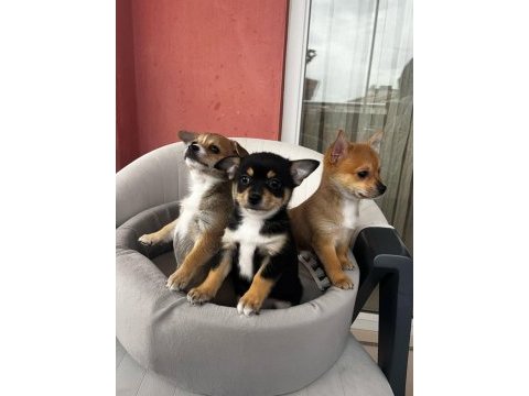 2,5 aylık chihuahua yavruları 2 erkek 1 dişi