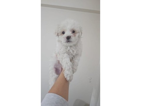Maltese köpeği mini puppy