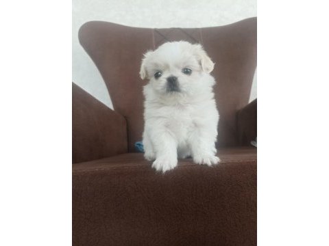 Dişi pekinez 1 aylık