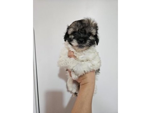 Erkek ve dişi yavru köpeğimiz