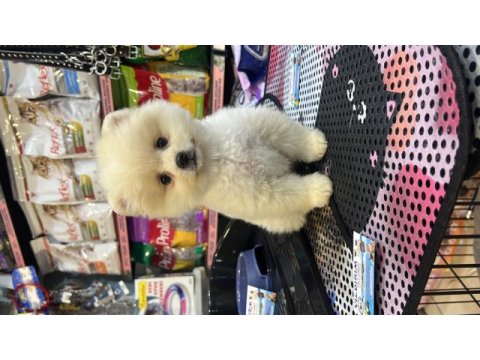Pomeranian gaziantepte güvenilir adres yıldırım petshop