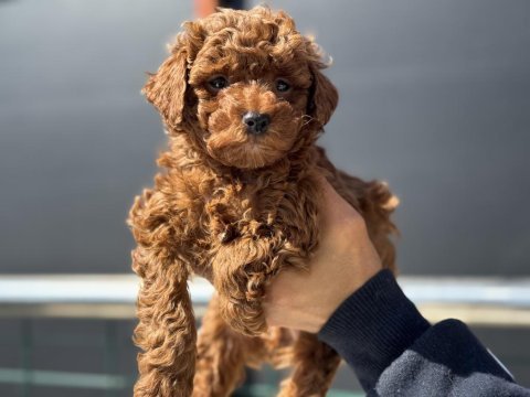 Show kalite redbrown kore toy poodle yavrular