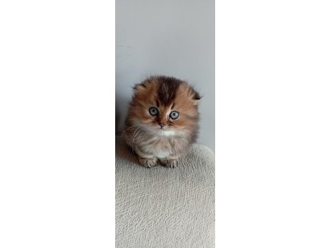 Scottish fold longhair