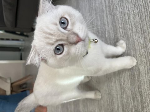 Bluepoint kedimiz yeni yuvasına gitmeye hazır