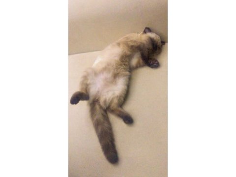 Minik scottish fold kızımızı sahiplendiriyoruz